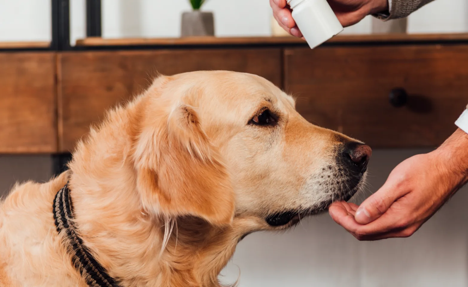 DOG TAKING PRESCRIPTIONS MEDICINE