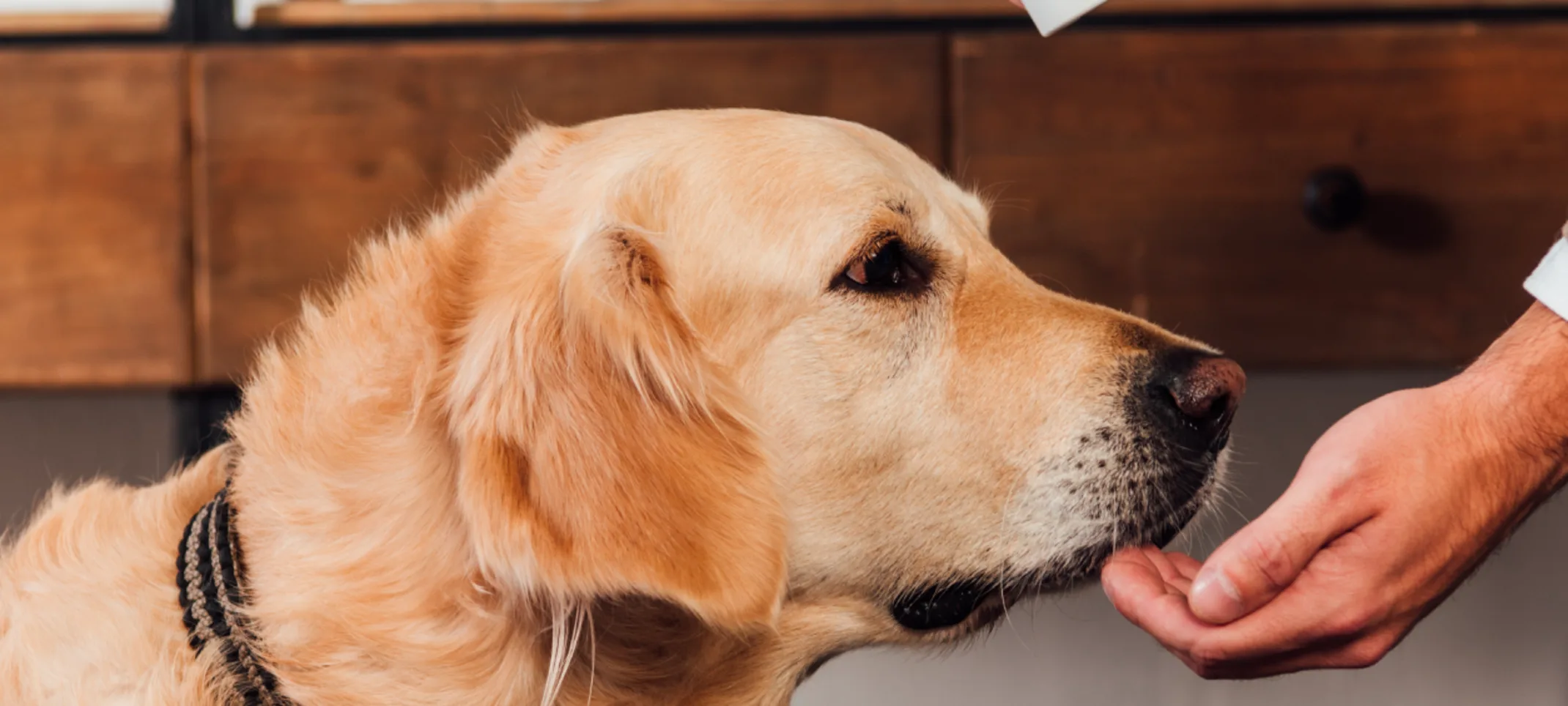 DOG TAKING PRESCRIPTIONS MEDICINE DOG TAKING PRESCRIPTIONS MEDICINE