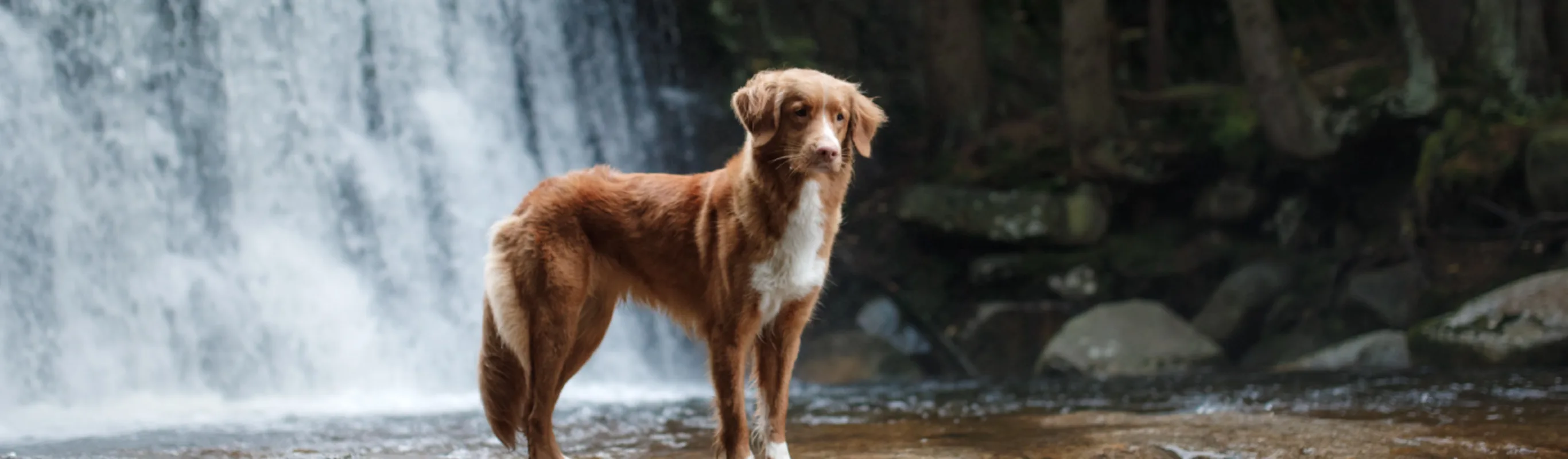 Dog standing near a large waterfall