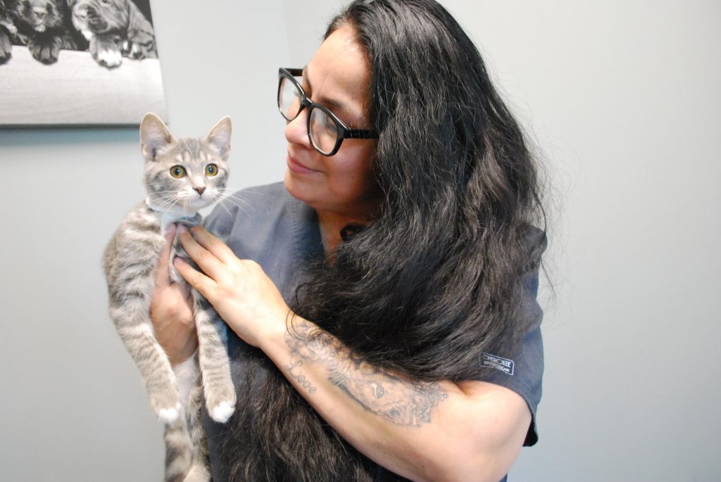 Veterinarian holding a gray kitten