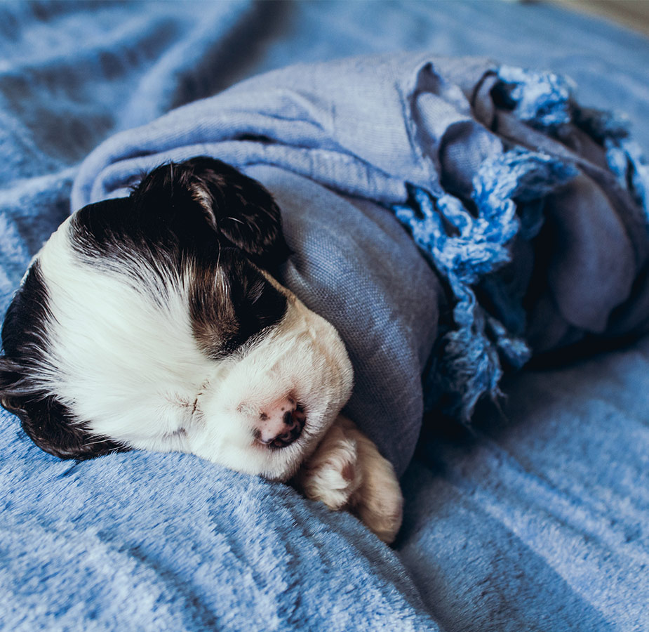 Puppy wrapped in a blue blanket