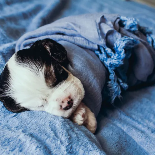 Puppy wrapped in a blue blanket