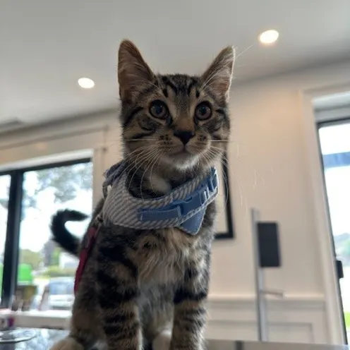 Gray cat with blue harness