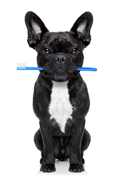 Dog with toothbrush Dog with toothbrush