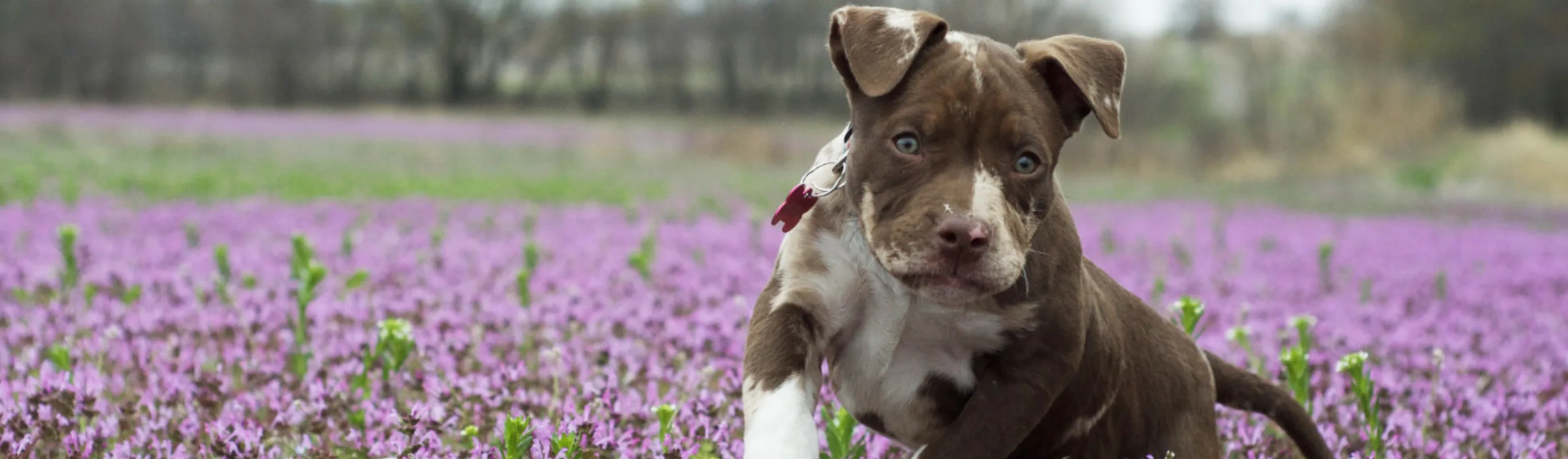 Brown and white puppy running through a field of purple flowers
