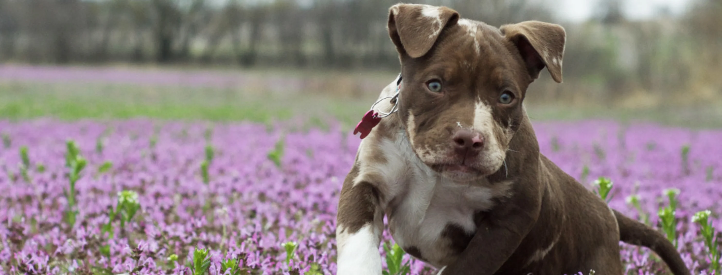 Brown and white puppy running through a field of purple flowers