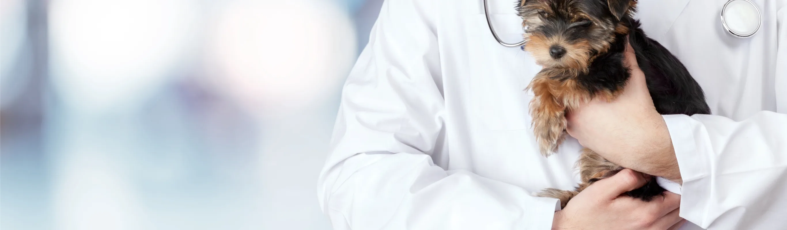 A dog being held by a veterinarian 