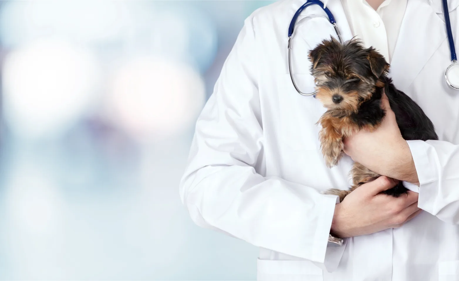 A dog being held by a veterinarian A dog being held by a veterinarian