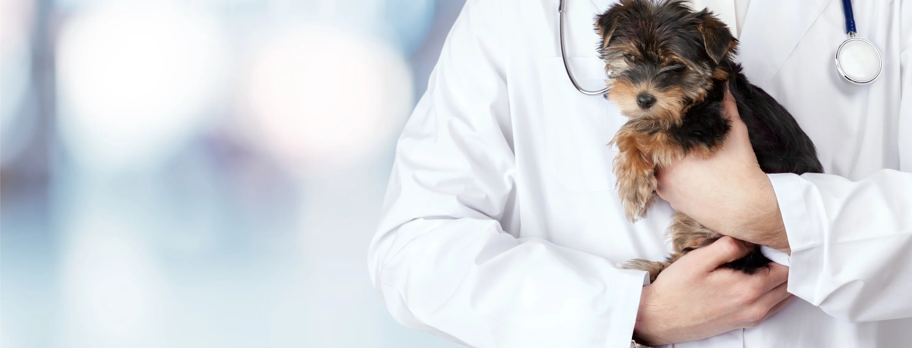 A dog being held by a veterinarian 