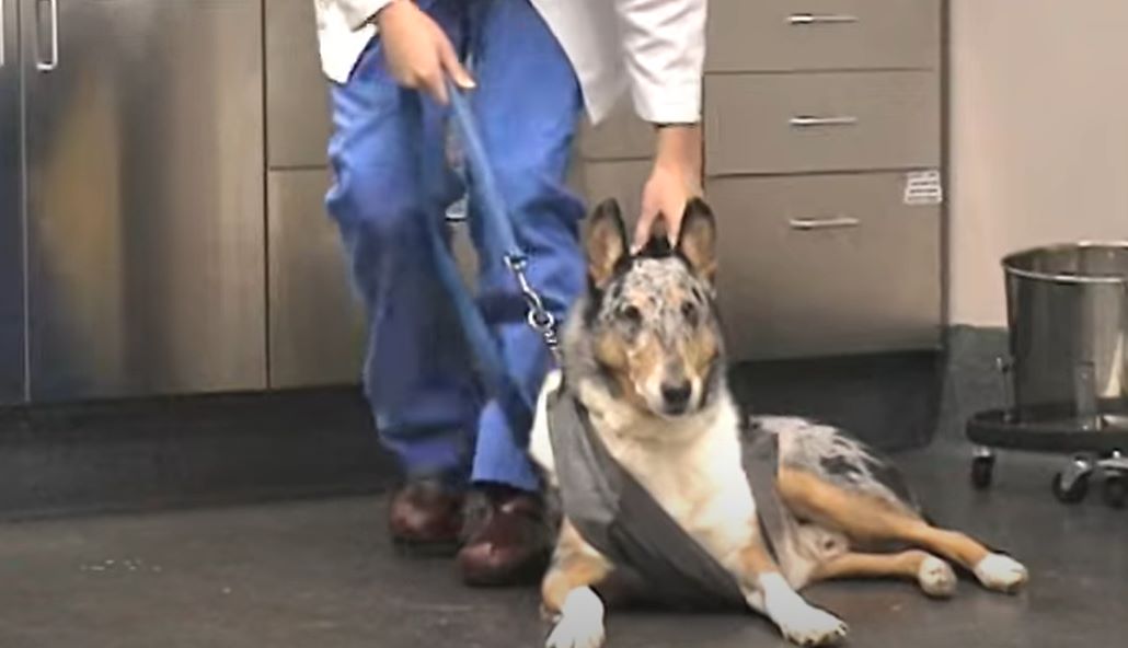 vet with leashed dog 