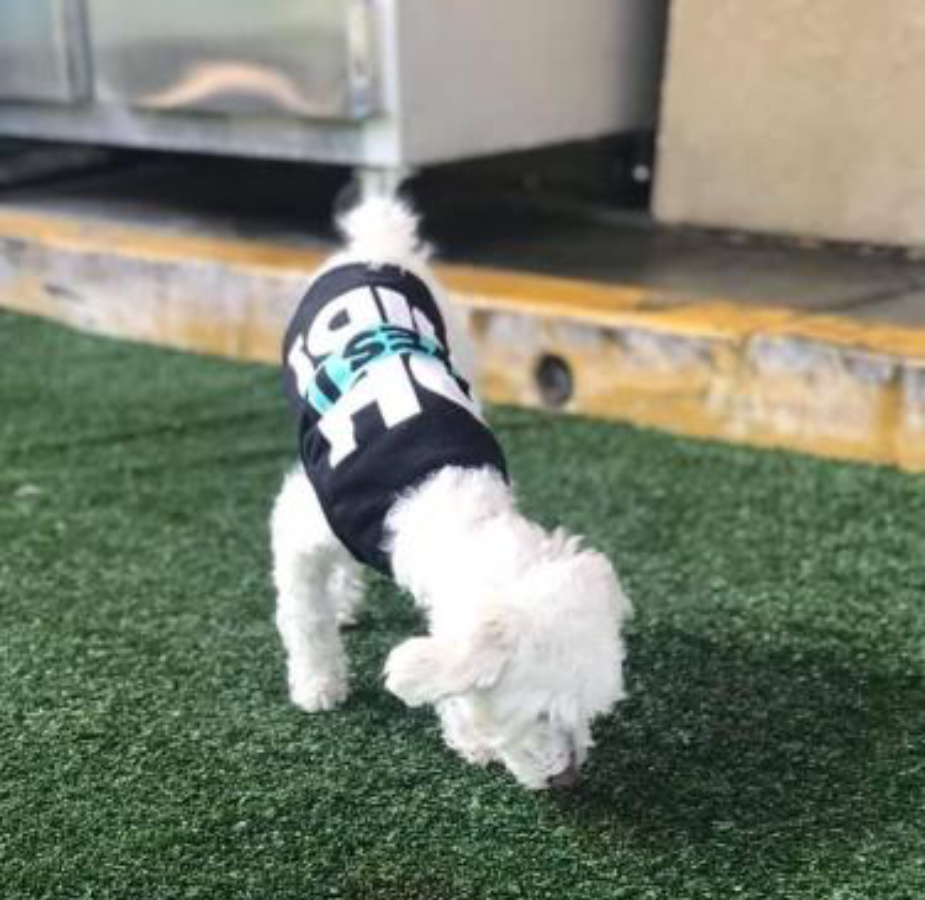 Dog with shirt sniffing grass