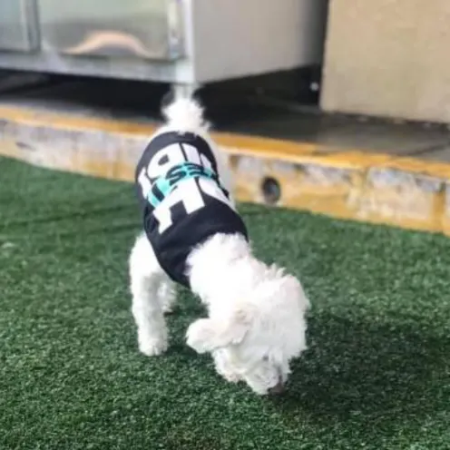 Dog with shirt sniffing grass