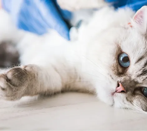 A cat is undergoing anesthesia. A cat is undergoing anesthesia.