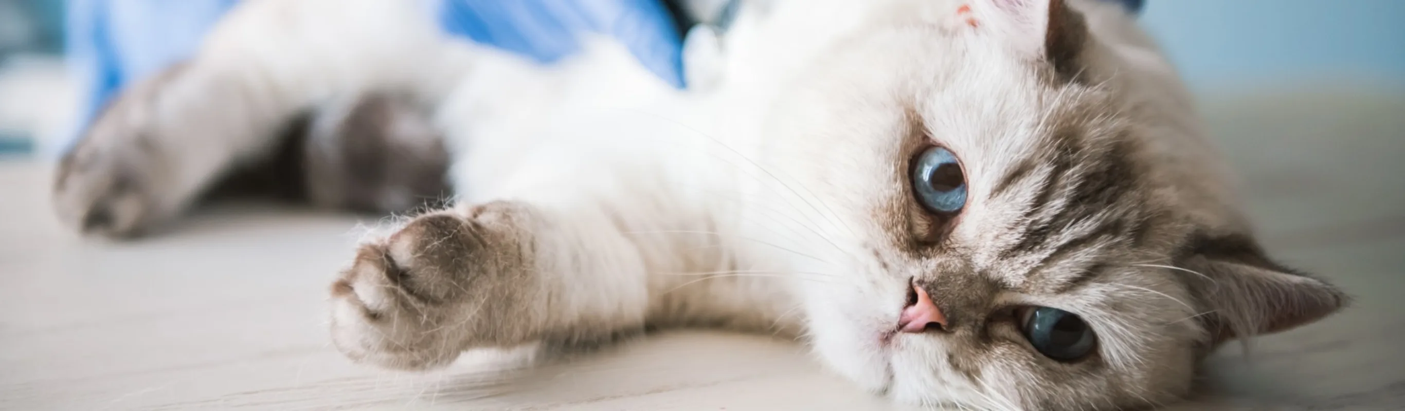 A cat is undergoing anesthesia. A cat is undergoing anesthesia.