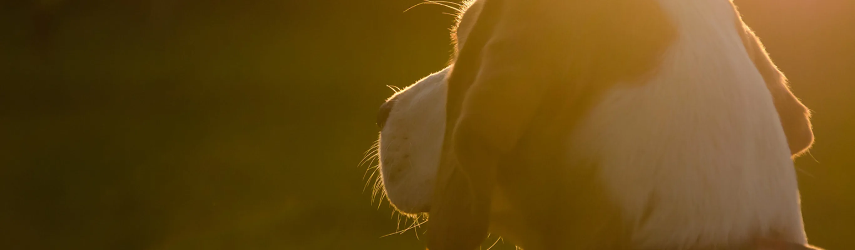 Dog looking out to the open grass