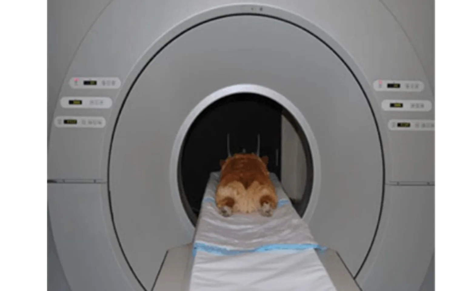 Corgi in a CT scanner Corgi in a CT scanner