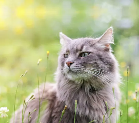 Grey furry cat is in a grassy, sunshine filled field looking at a small yellow flower.