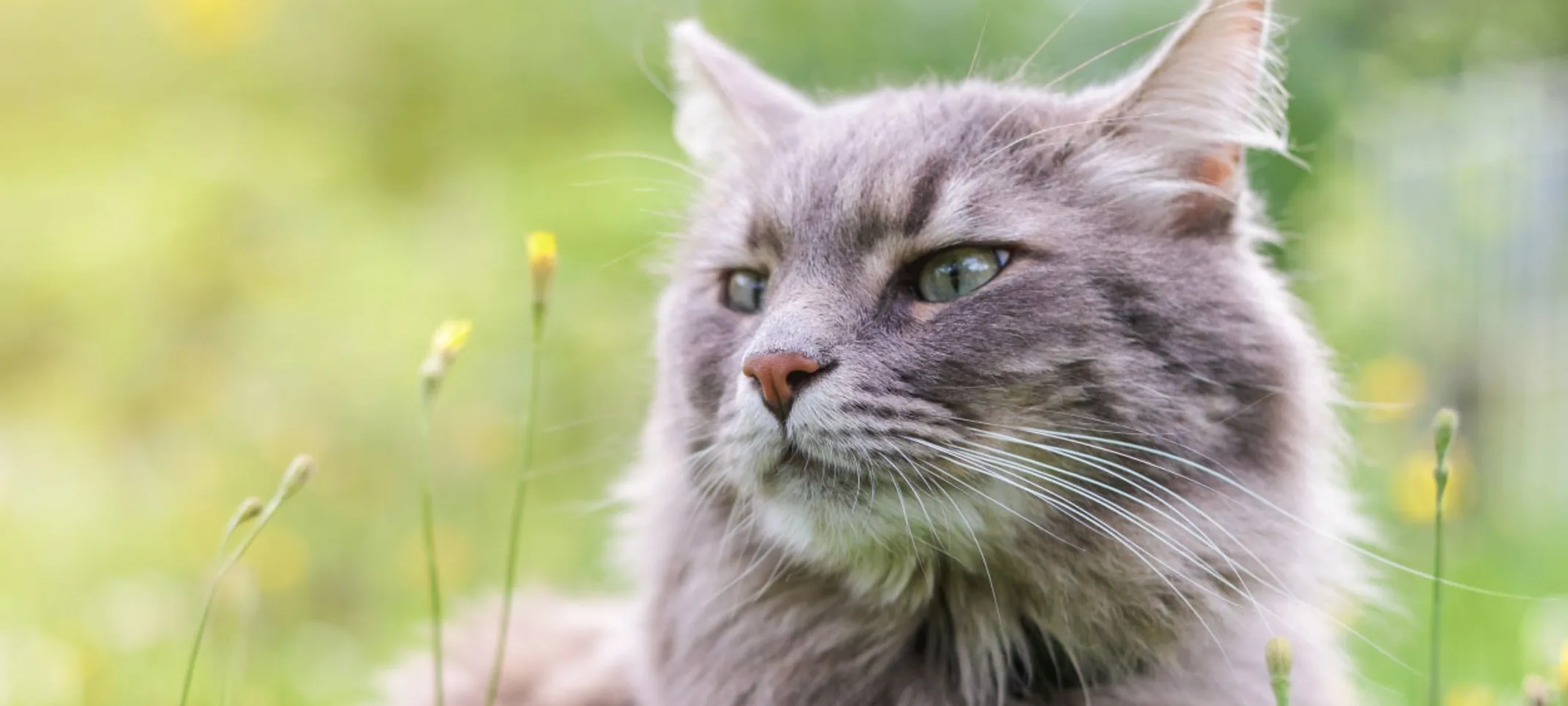 Grey furry cat is in a grassy, sunshine filled field looking at a small yellow flower.