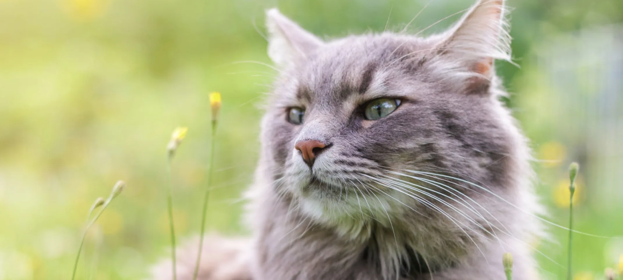 Grey furry cat is in a grassy, sunshine filled field looking at a small yellow flower.