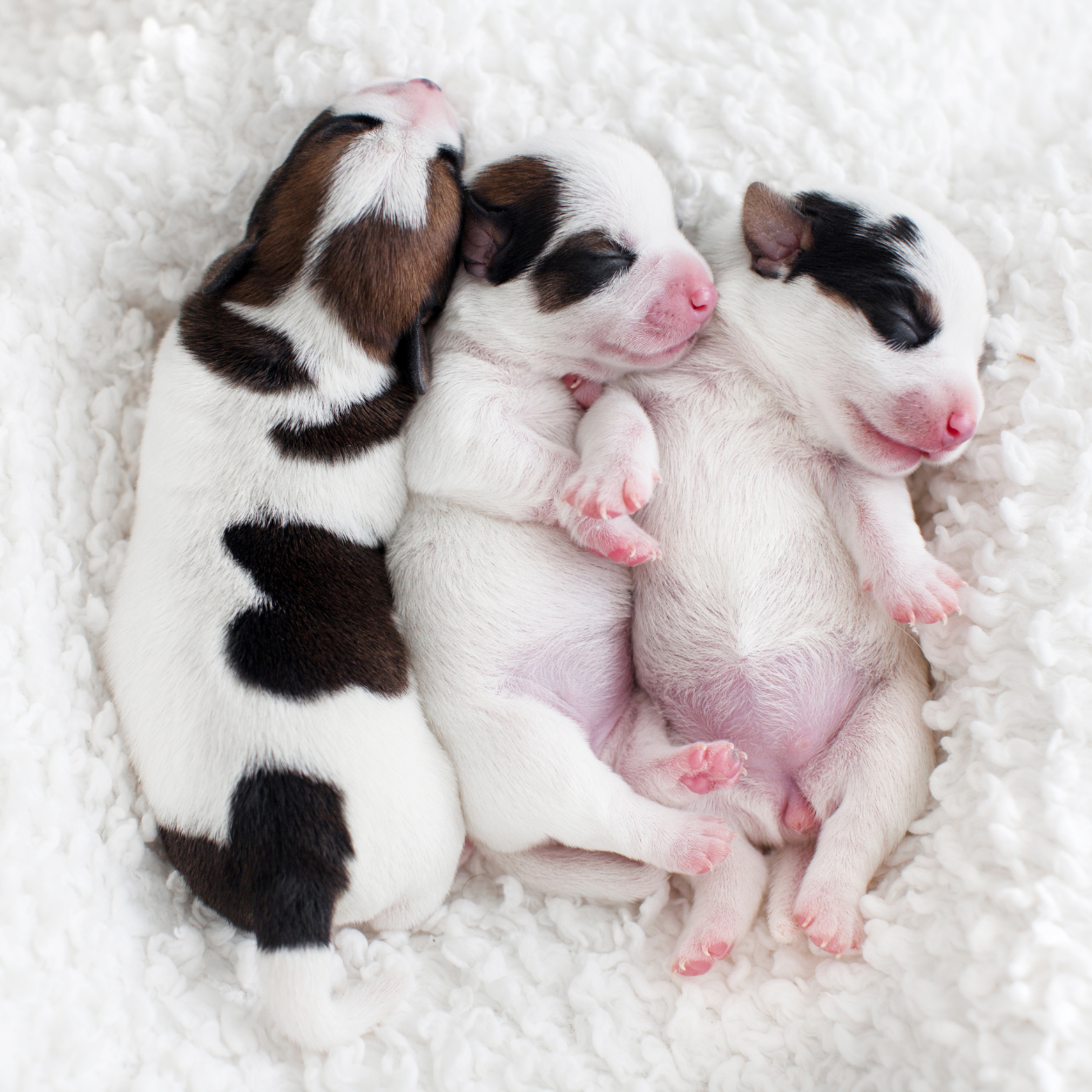 Puppies sleeping on blanket