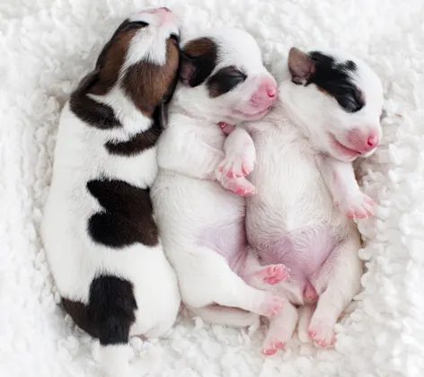 Puppies sleeping on blanket Puppies sleeping on blanket