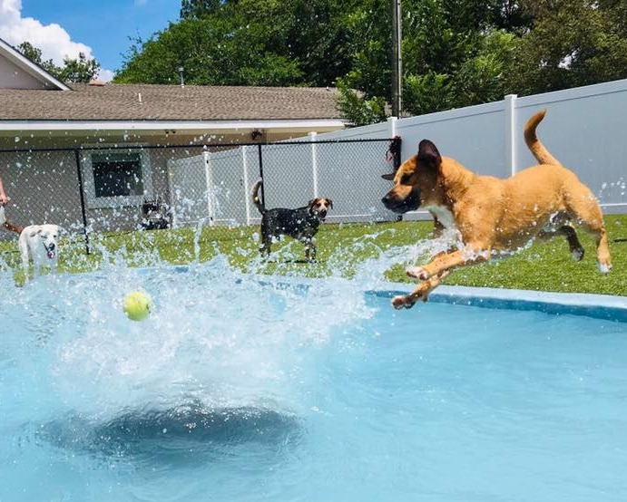 dog jumping in water at pool at Island Animal Hospital