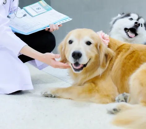Technician petting two dogs that are laying on the tile Technician petting two dogs that are laying on the tile