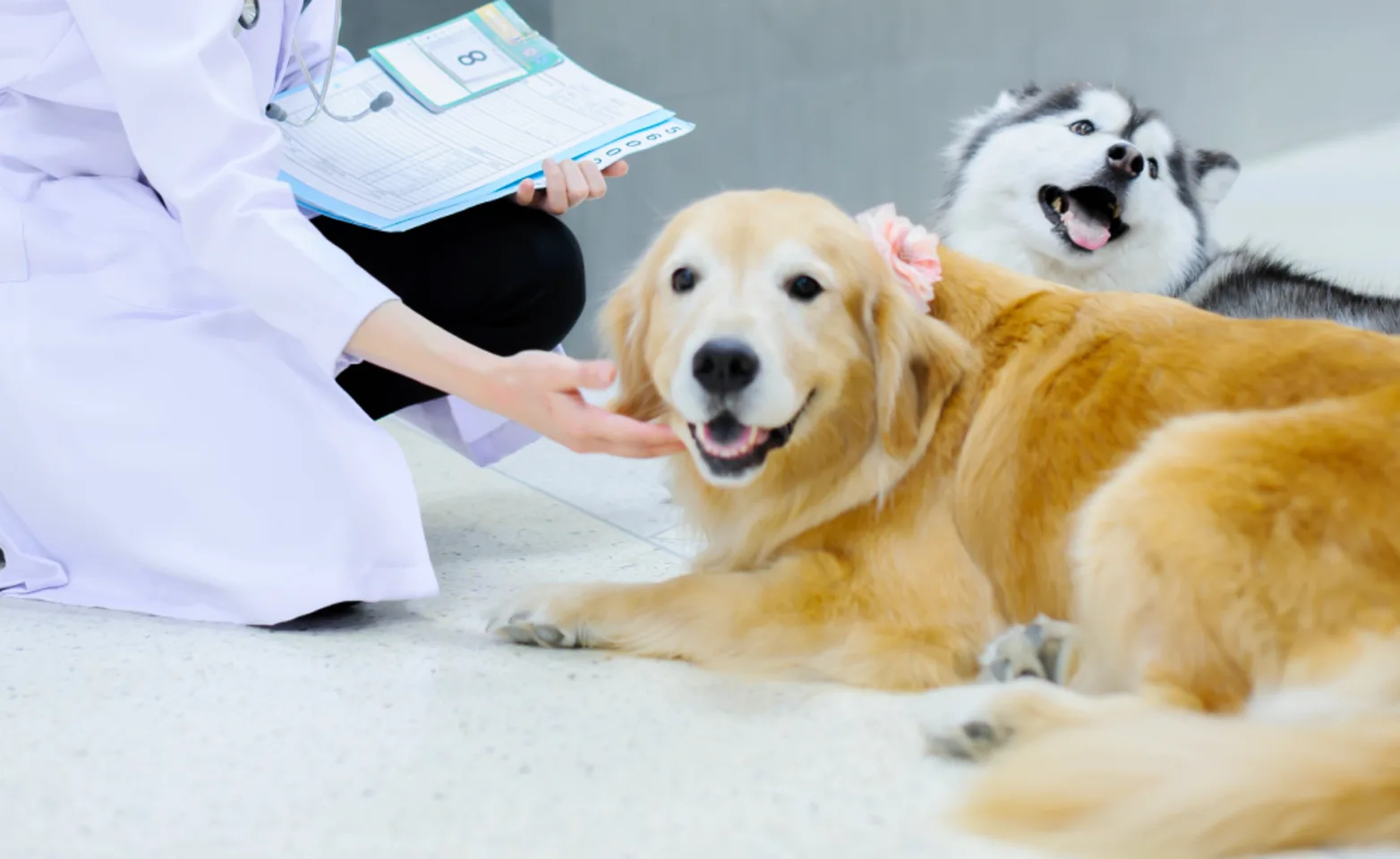 Technician petting two dogs that are laying on the tile