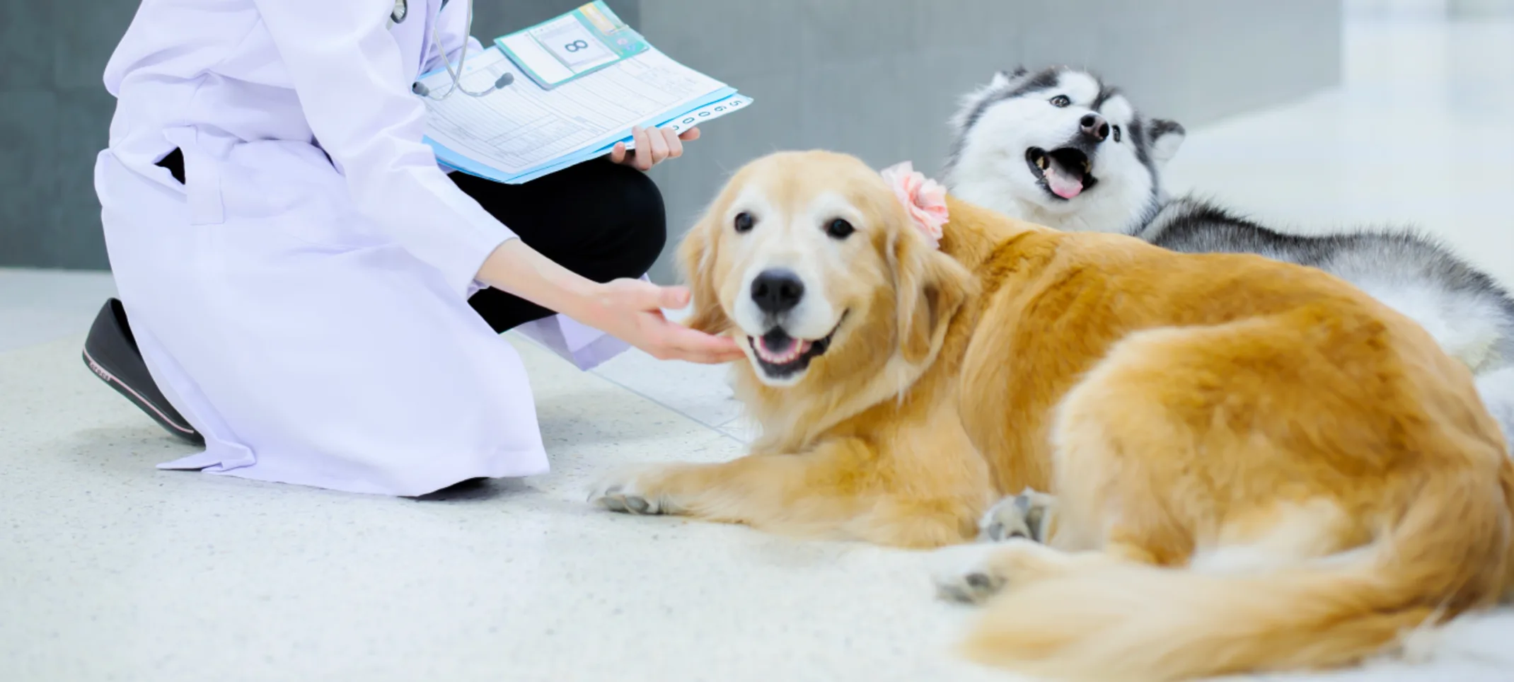 Technician petting two dogs that are laying on the tile Technician petting two dogs that are laying on the tile