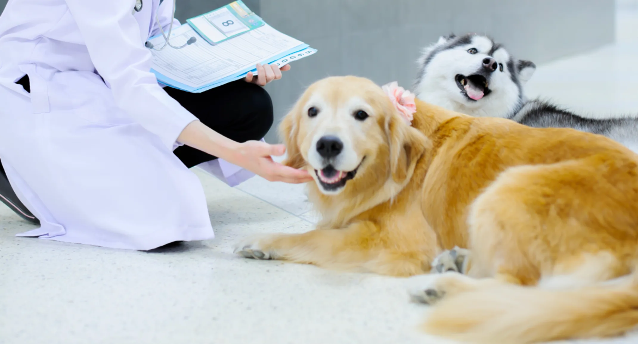 Technician petting two dogs that are laying on the tile