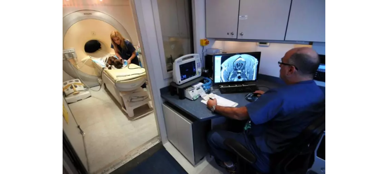 Dog undergoing an MRI examination