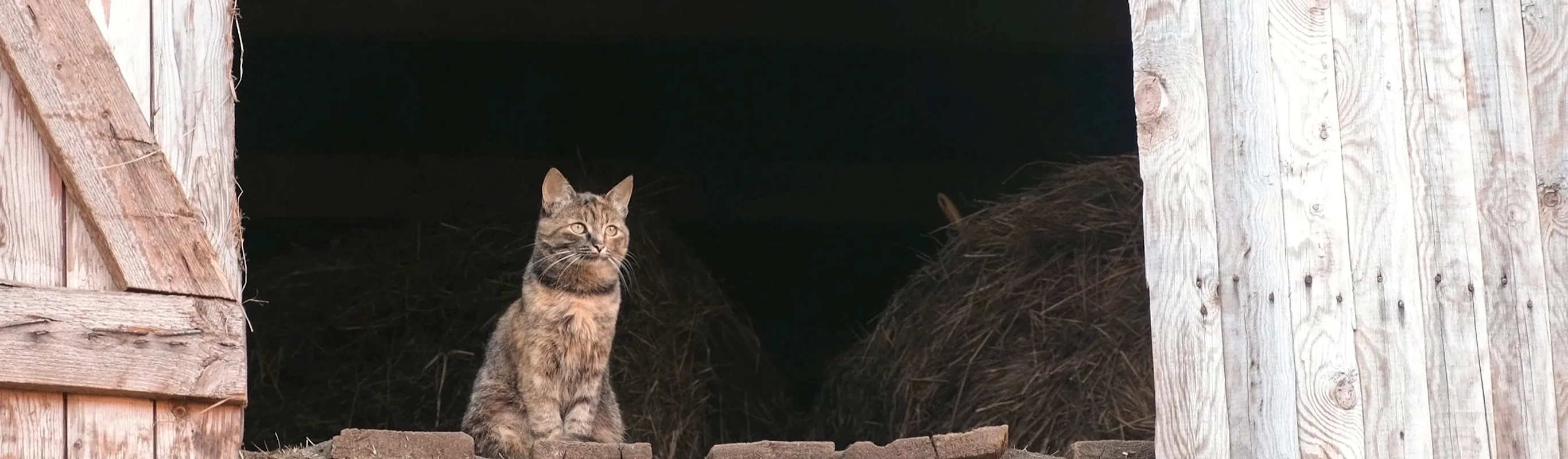 Cat in a barn Cat in a barn