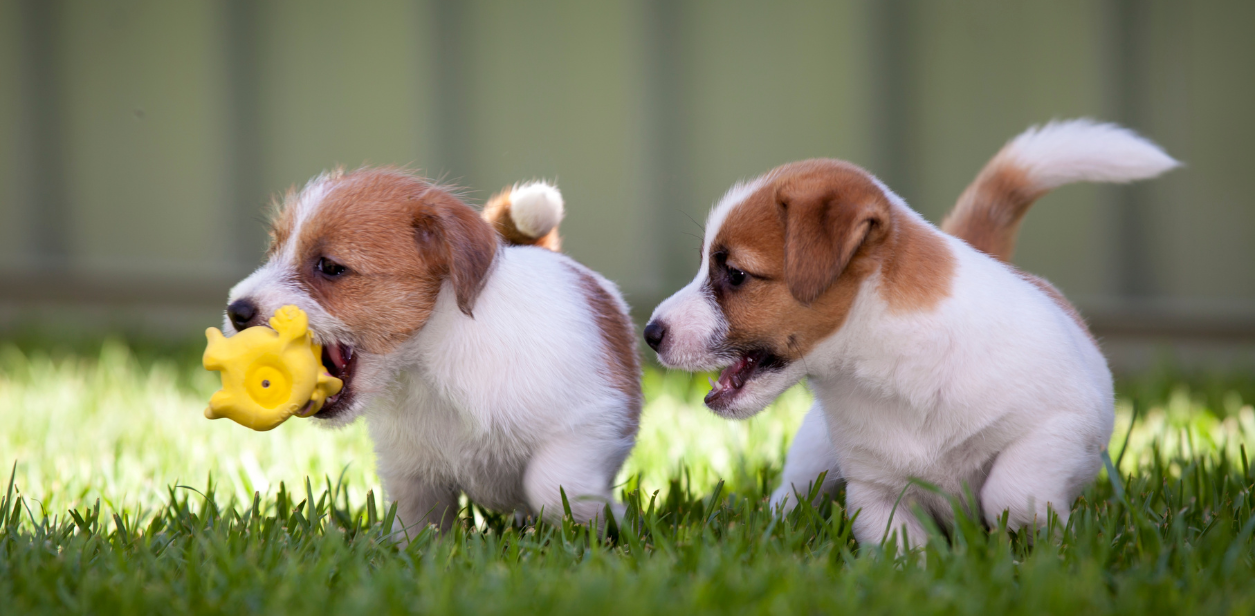 Puppies play in the yard at PetSuites during puppy preschool