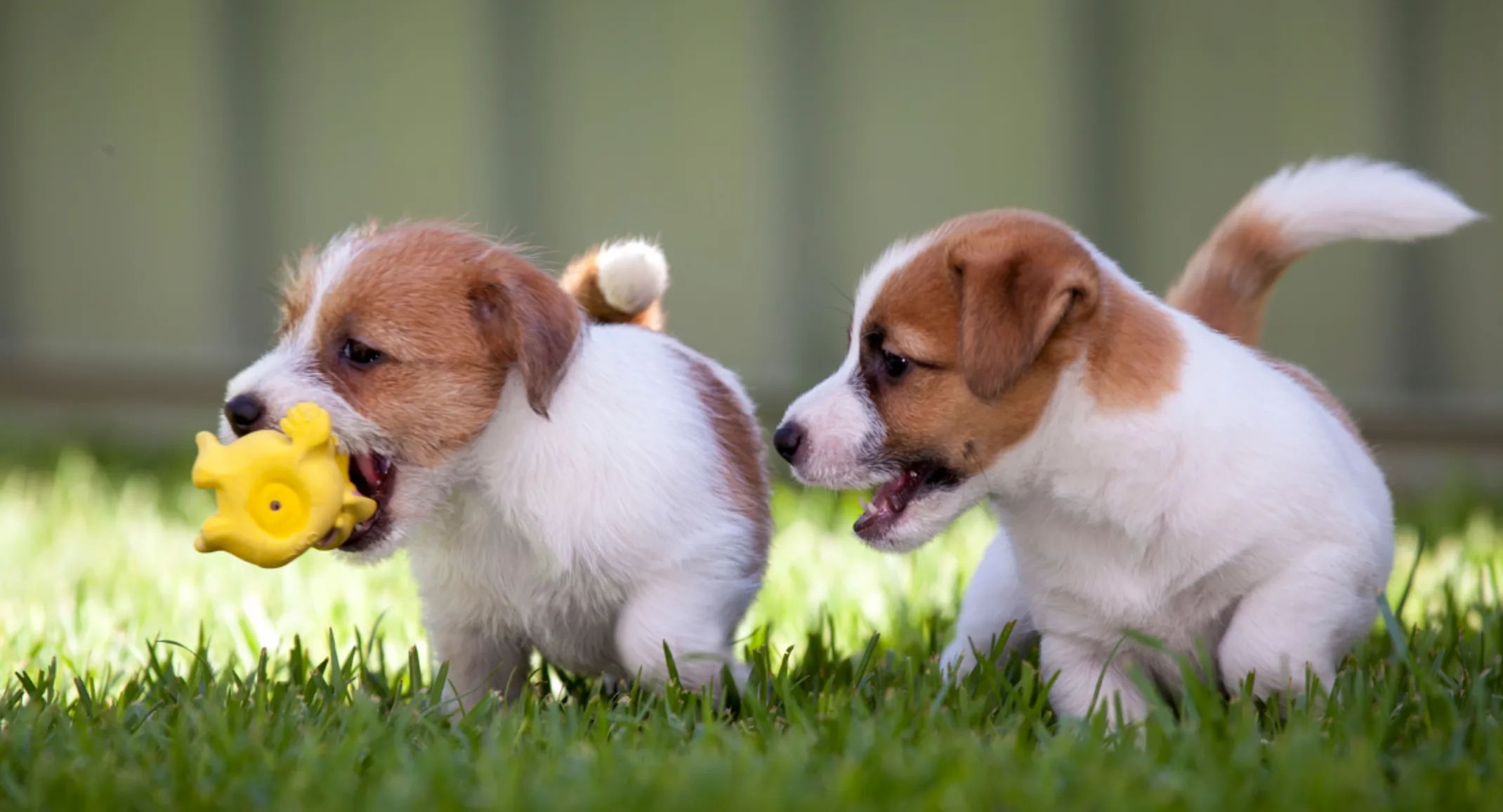 Puppies play in the yard at PetSuites during puppy preschool Puppies play in the yard at PetSuites during puppy preschool