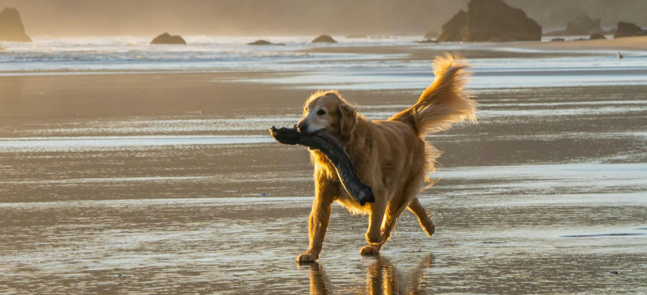 Dog Running on the Beach Carrying a Large Branch