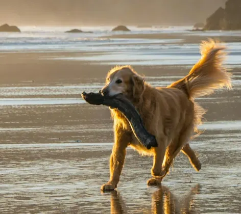 Dog Running on the Beach Carrying a Large Branch Dog Running on the Beach Carrying a Large Branch