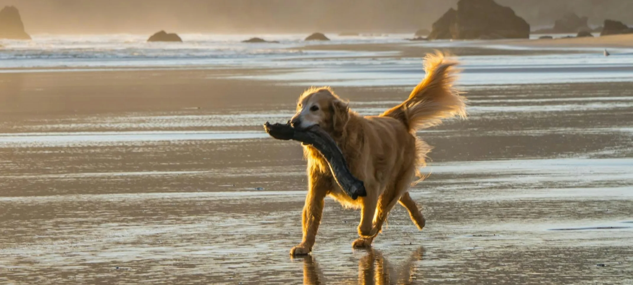 Dog Running on the Beach Carrying a Large Branch Dog Running on the Beach Carrying a Large Branch