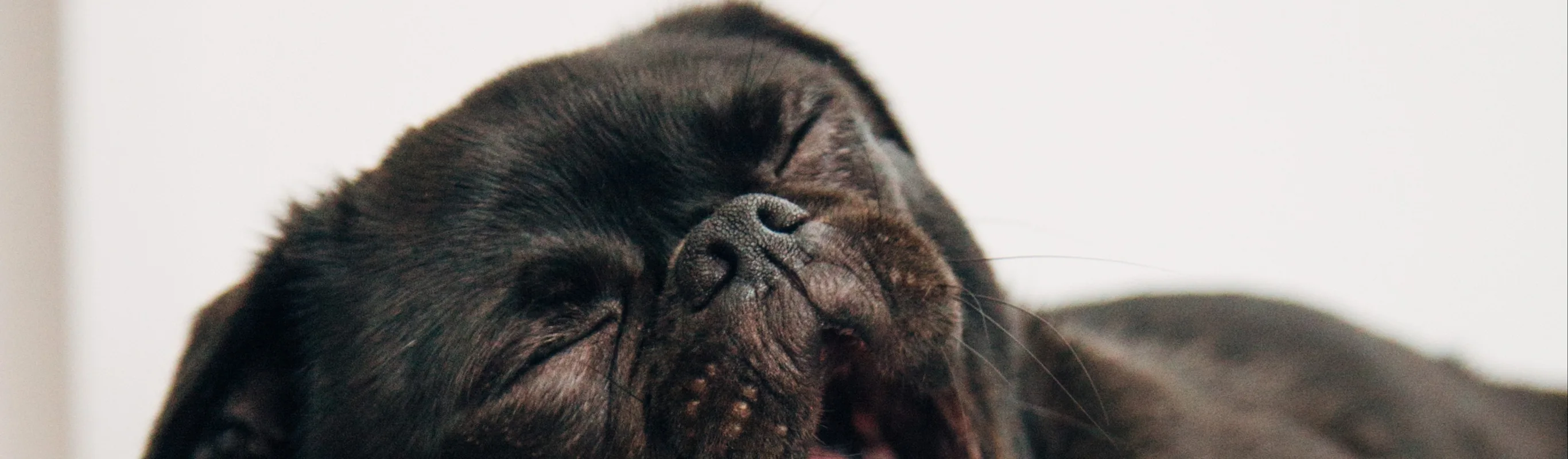 Dog Yawning Dog Yawning