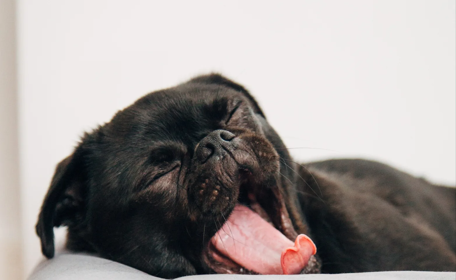 Dog Yawning