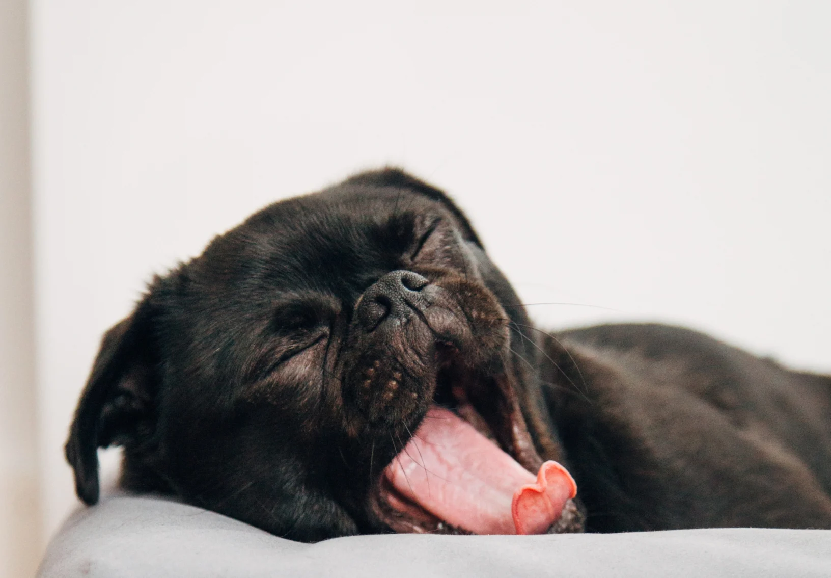 Dog Yawning