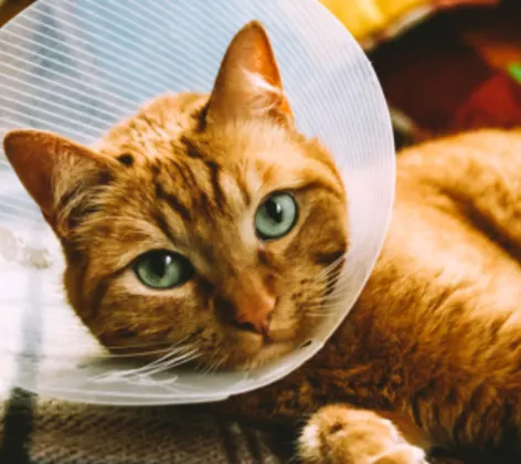 orange cat wearing a cone