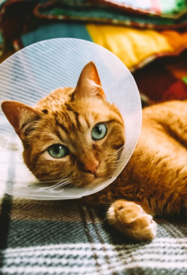 orange cat wearing a cone orange cat wearing a cone