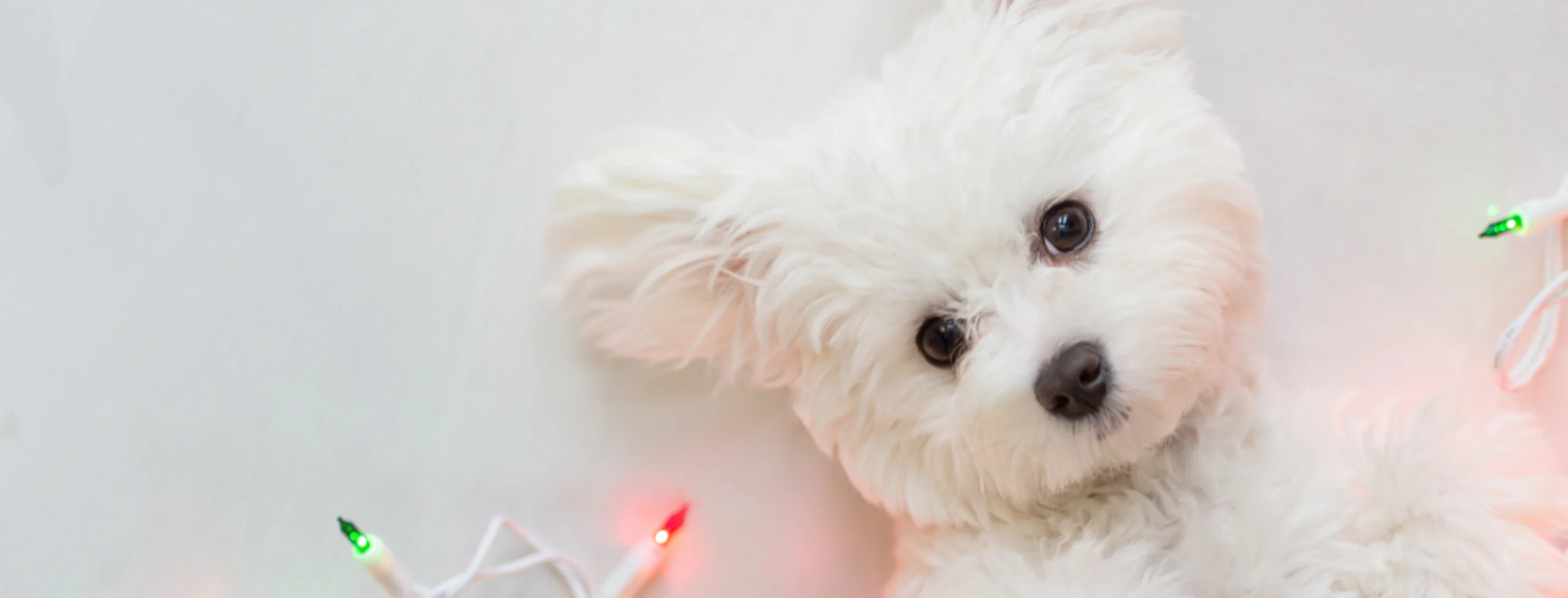 Dog Laying on Lights Dog Laying on Lights