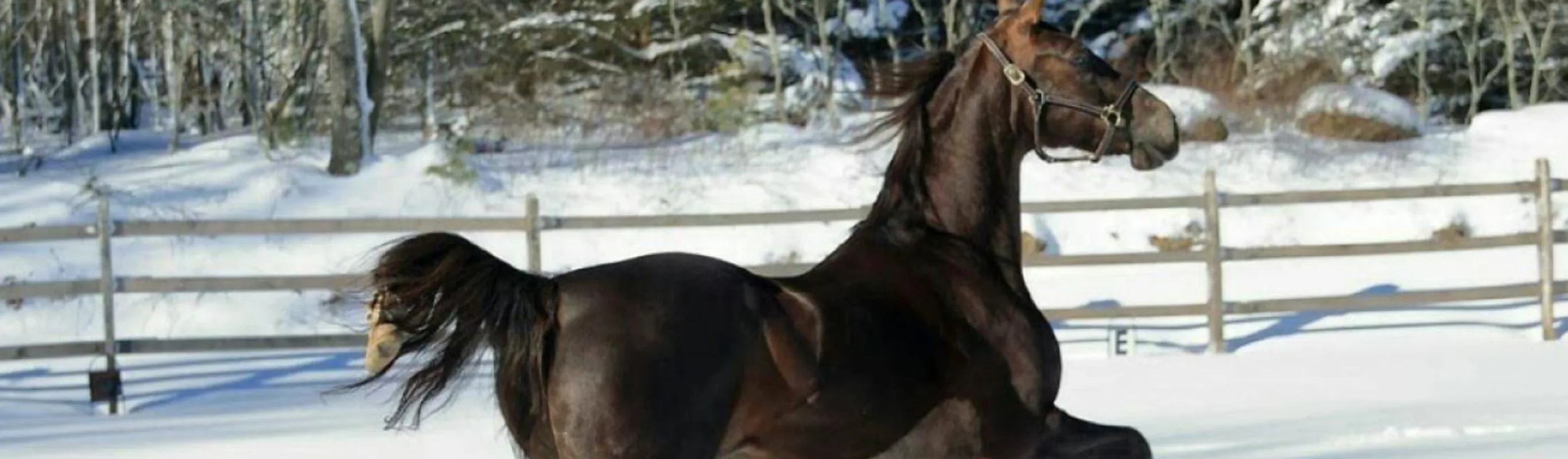 Horse galloping through snow Horse galloping through snow
