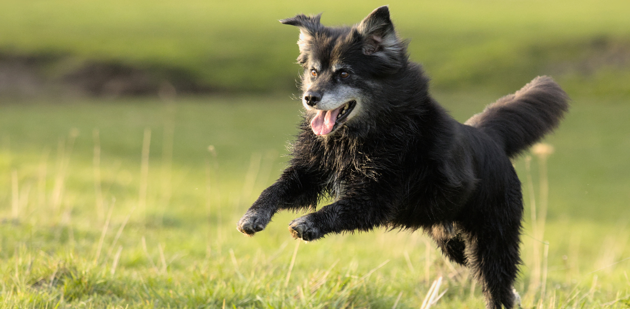 A senior dog plays on grass outside of a PetSuites location. 