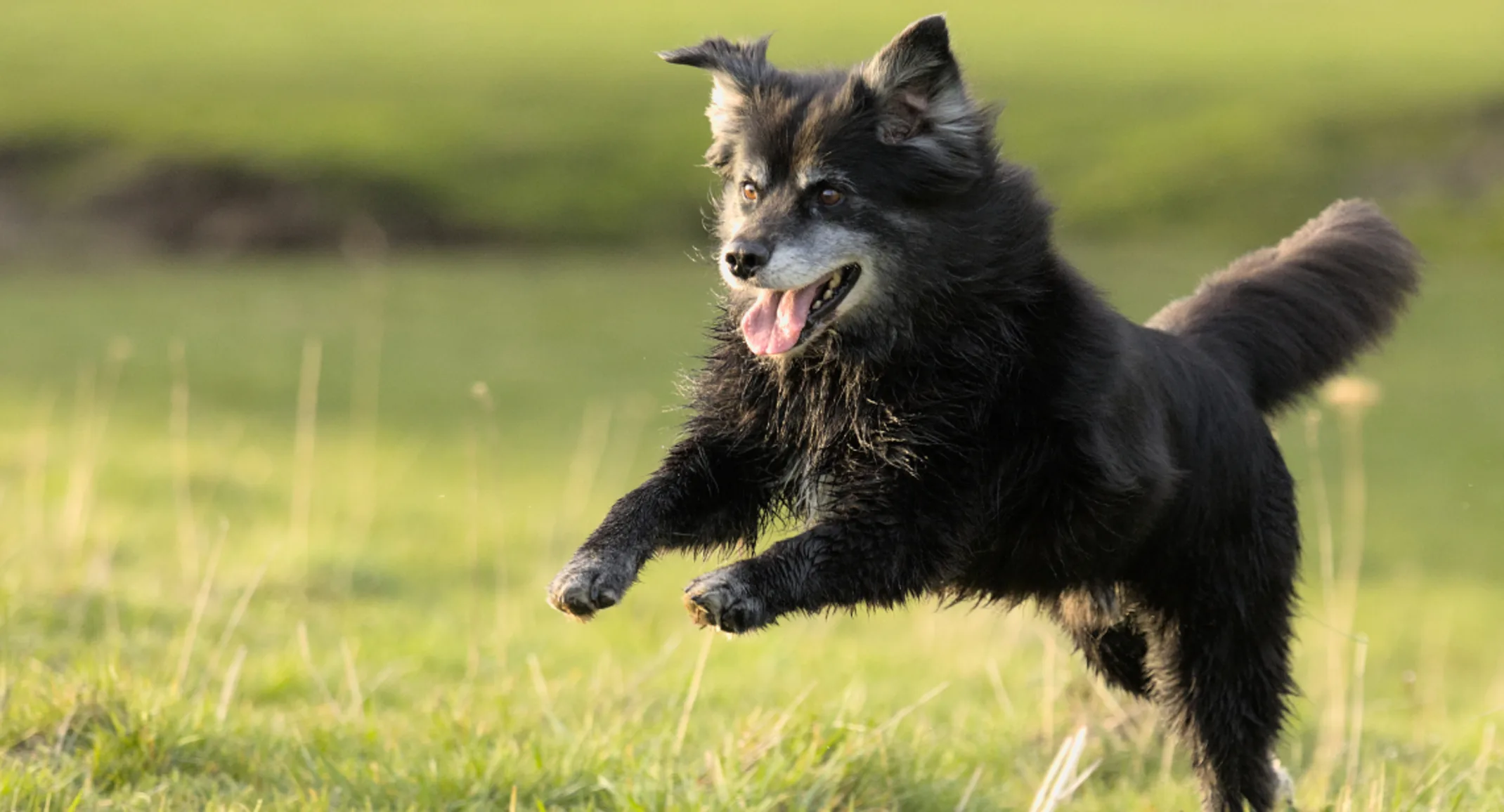 A senior dog plays on grass outside of a PetSuites location. A senior dog plays on grass outside of a PetSuites location.