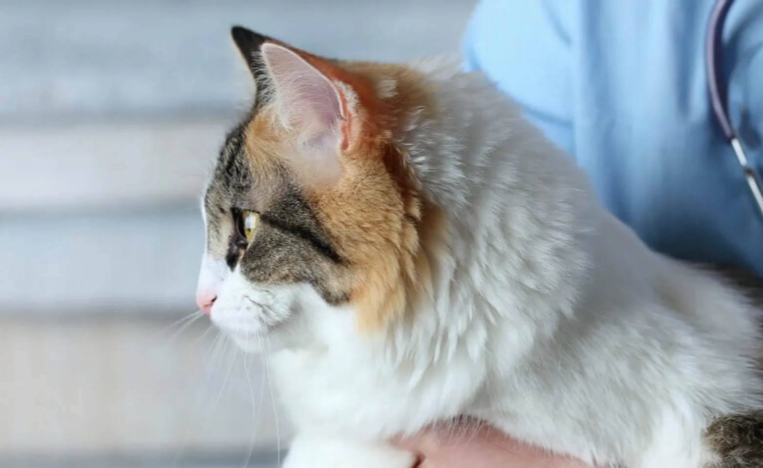 Cat Cat