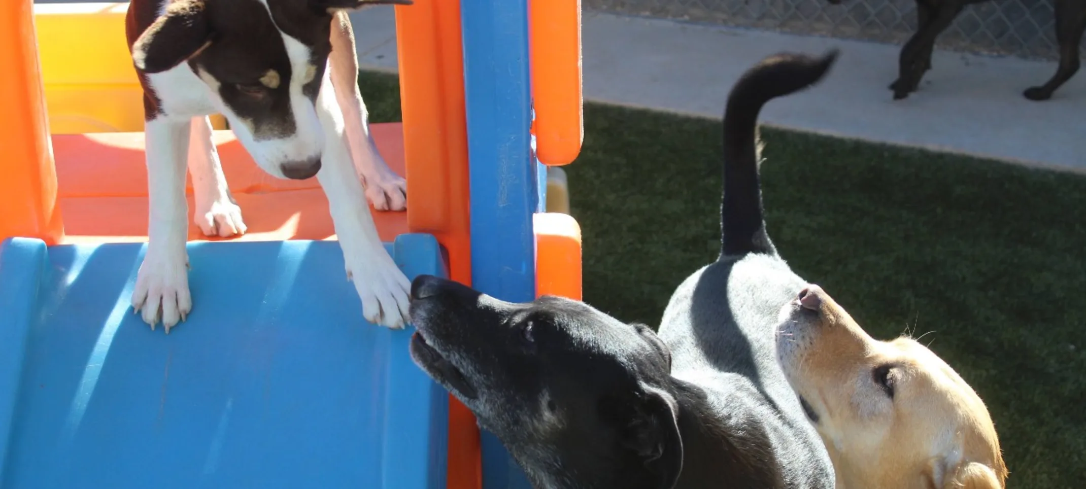 Puppy on a plastic slide while 2 labs look.