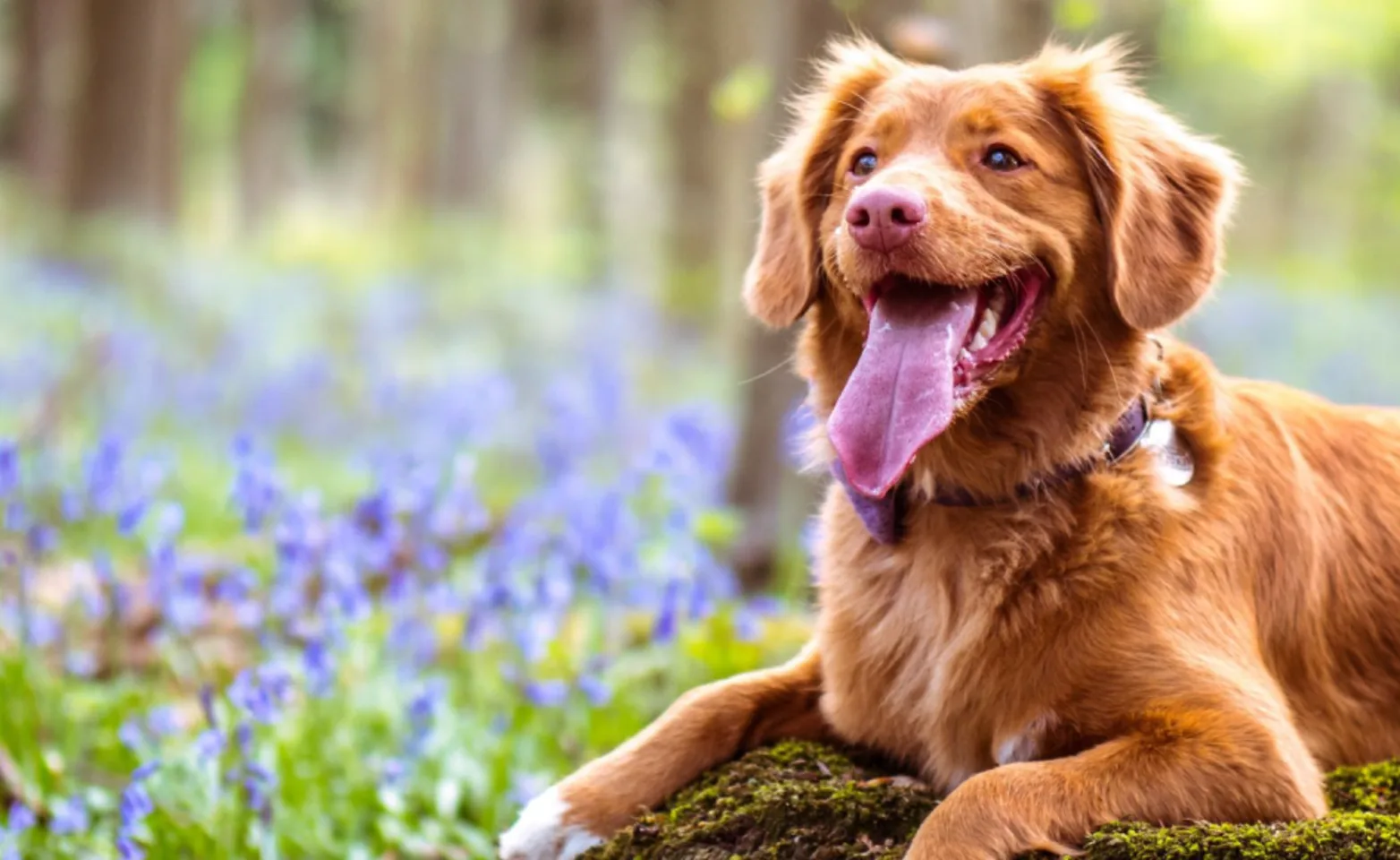 Dog sitting on rock with light purple flowers around Dog sitting on rock with light purple flowers around