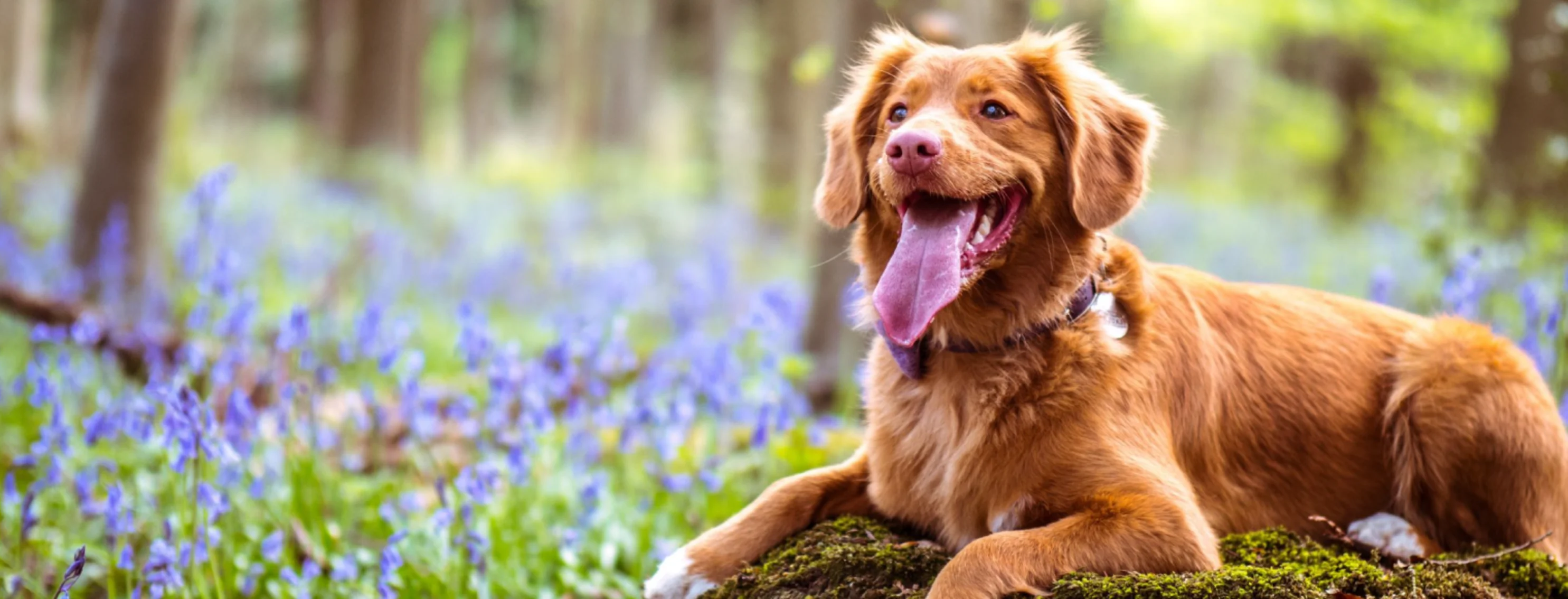 Dog sitting on rock with light purple flowers around Dog sitting on rock with light purple flowers around